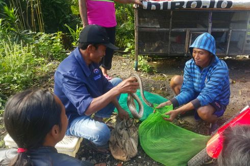 Kisah Pak Lam, Sang Pengepul Ular di Wonogiri