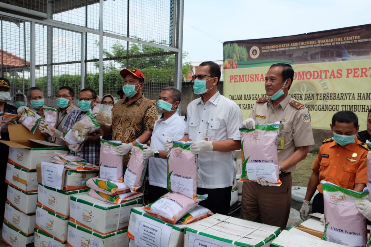 Kementerian Pertanian melalui Karantina Pertanian Bandar Udara Soekarno Hatta memusnahkan 6,1 ton benih jagung asal India. Benih tersebut dibakar karena mengandung bakteri Organisme Pengganggu Tumbuhan Karantina (OPTK) A1 bernama Pseudomonas Syrungae Pv Syrungae (PSS).