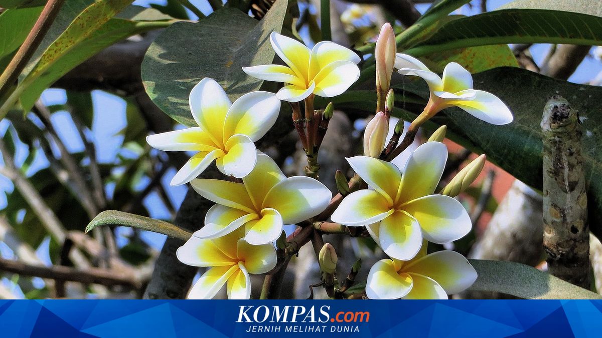 Cara Merawat Pohon Kamboja di Rumah agar Subur dan Berbunga Lebat