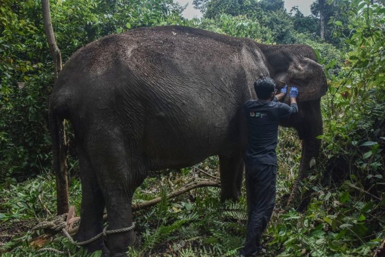 Gajah Soliter Ditemukan Sakit di HTI, BBKSDA Riau dan PT RAPP Berikan Pengobatan