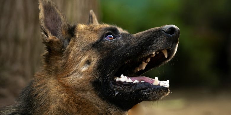 5 Hewan yang Memiliki Penciuman Tajam, Ular hingga Anjing Halaman all -  Kompas.com