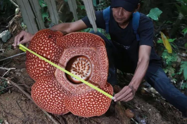 Seorang petugas melakukan pengukuran mekarnya bunga bangkai di pusat konservasi bunga Rafflesia arnoldii di Aceh pada 1 November 2022.