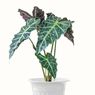 Tanaman Hias Alocasia Populer Tahun Ini, Apa Sebabnya? 