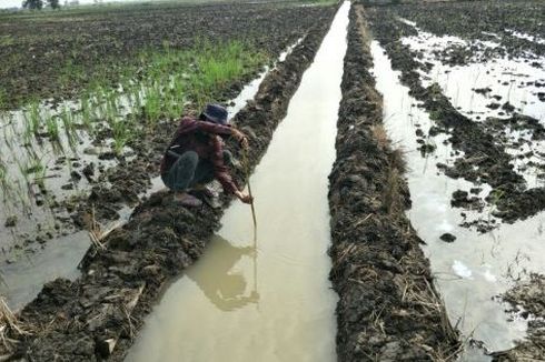 Berkat Optimasi Lahan Rawa, Lahan Pertanian di Tulang Bawang Minim Banjir
