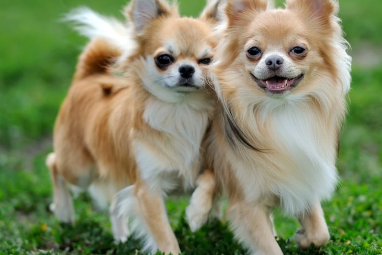 Ilustrasi anjing Chihuahua berambut panjang.