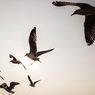Tak Cuma Bikin Tubuh Menyusut, Perubahan Iklim Juga Ubah Rute Migrasi Burung