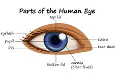 Mengenal Bagian-bagian Mata Manusia