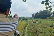 150 Hektar Lahan Pertanian Padi Sawah di Simalungun Terlantar Akibat Pengalihan Sumber Mata Air