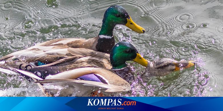imeyut spiralevidnyj penis kak sparivayutsya utki vse stranicy nachedeu