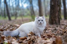 Cara Mencari Kucing yang Hilang pada Malam Hari