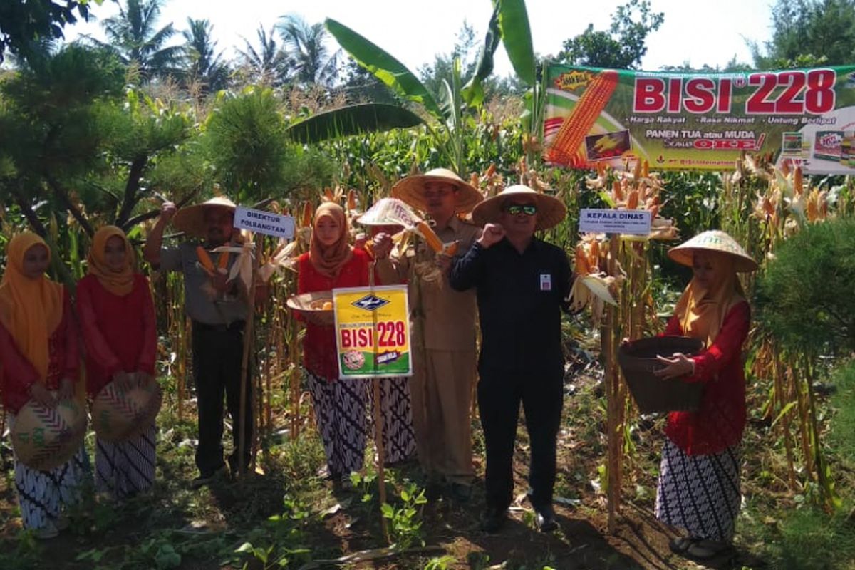 Kementerian Pertanian terus melakukan berbagai upaya agar petani jagung tidak merugi di tengah panen raya