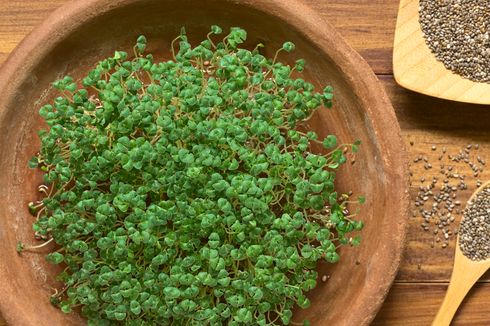 Cara Menanam Chia Seed di Pot, Sumber Makanan Nutrisi Tinggi