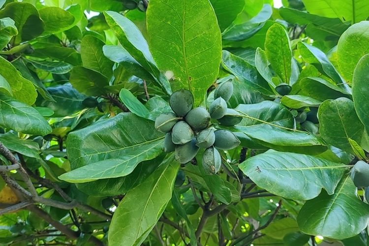 Ilustrasi pohon ketapang, daun ketapang. 