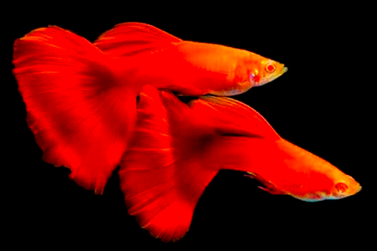 albino red guppy