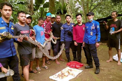 Ular Sanca hingga Kobra Jawa Ditemukan di Perumahan di Depok