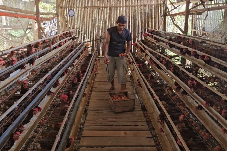 Harga Telur Anjlok, Peternak Ayam di Madiun Terancam Bangkrut