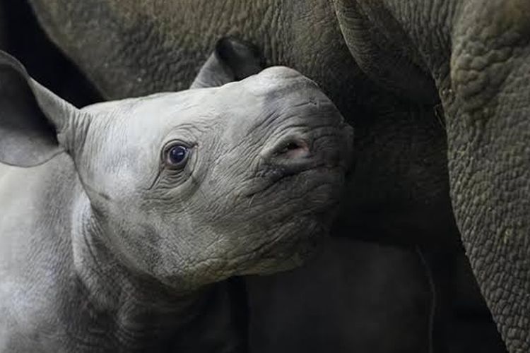 Eastern Black Rhino yang dinamai Kyiv.