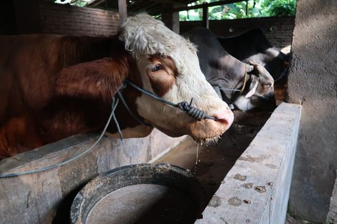 Terpengaruh Wabah PMK, Harga Sapi di Tingkat Peternak di Banyuwangi Melonjak