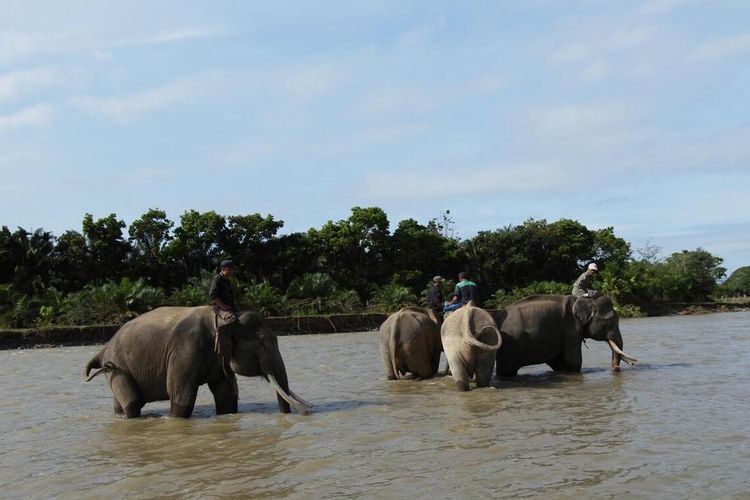 Gajah Sumatera di Bengkulu