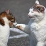 5 Alasan Kucing Saling Menampar Satu Sama Lain
