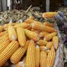 Kementan dan Kemendag Beda Pendapat soal Penyebab Kenaikan Harga Jagung