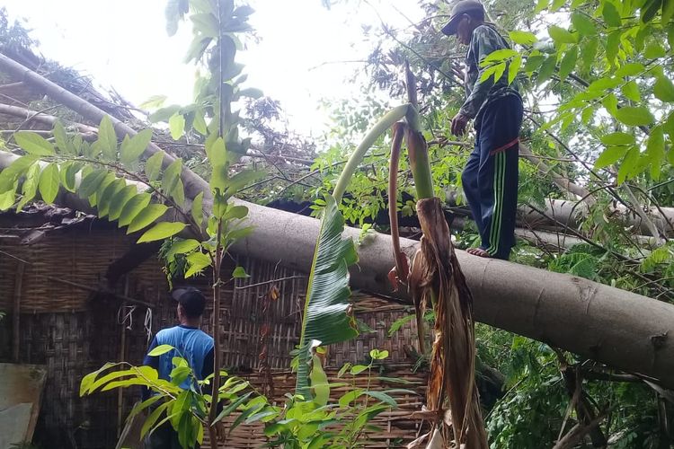 Salah satu rumah rusak di Krejengan akibat tertimpa pohon yang tumbang.