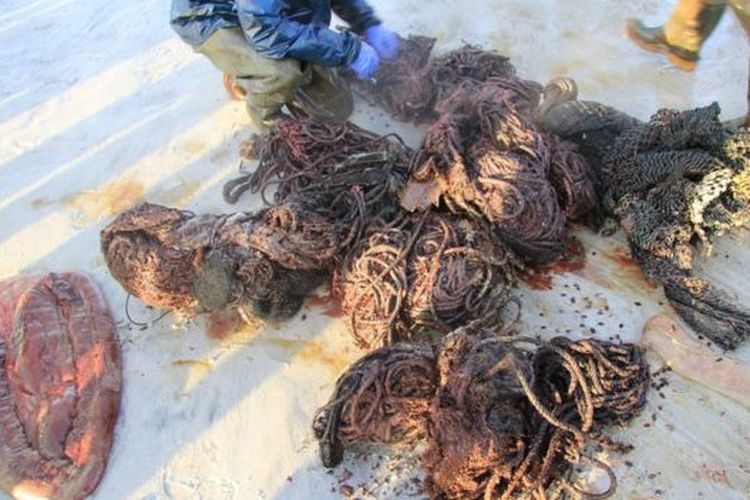 Sampah yang ditemukan di dalam perut paus yang mati di pantai Skotlandia