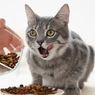 Ramai soal Pakan Kucing Eceran Tidak Bersertifikasi, Ini Kata Dokter