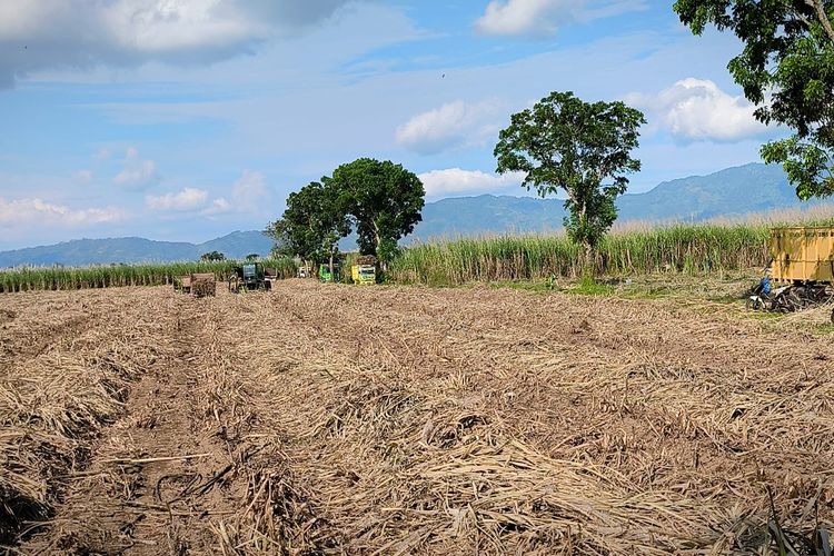 5 Daerah Pemilik Lahan Tebu Terbesar di Indonesia