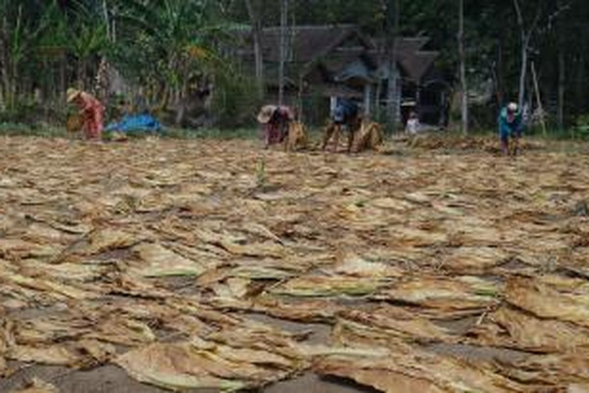 Petani tembakau di Desa Pekauman Kecamatan Grujugan Bondowoso, Jawa Timur, sedang mengambil daun tembakau setelah seharian dijemur dibawah terik matahari, Minggu (6/10/13)
