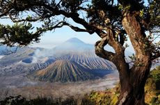 Hutan Taman Nasional Bromo Tengger Semeru Terbakar, Jalur Pendakian Aman?