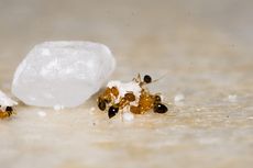 Cara Mengusir Semut secara Alami Pakai Kulit Jeruk