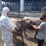 Hindari Interaksi Pengunjung, Kerbau Bule Keraton Solo Diisolasi ke Magangan