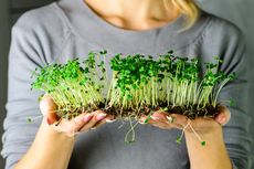 Microgreen, Sayuran Mini dengan Manfaat Maxi