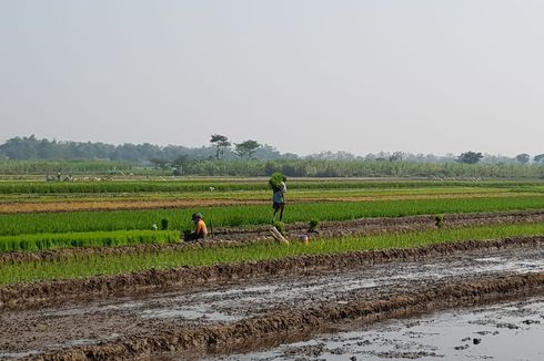 Kementan Apresiasi Lampung Selatan yang Segera Miliki Perda LP2B