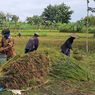 Bukan Karena Isu Impor, Mendag Beberkan Penyebab Harga Gabah Petani Anjlok
