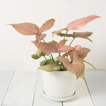 Ilustrasi tanaman hias Syngonium Pink Perfection. 