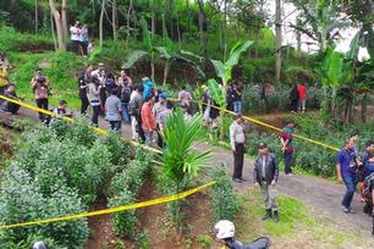 Lahan tanaman Khat di Desa Pasir Tugu Selatan, Cisarua, Bogor, Jawa Barat. 