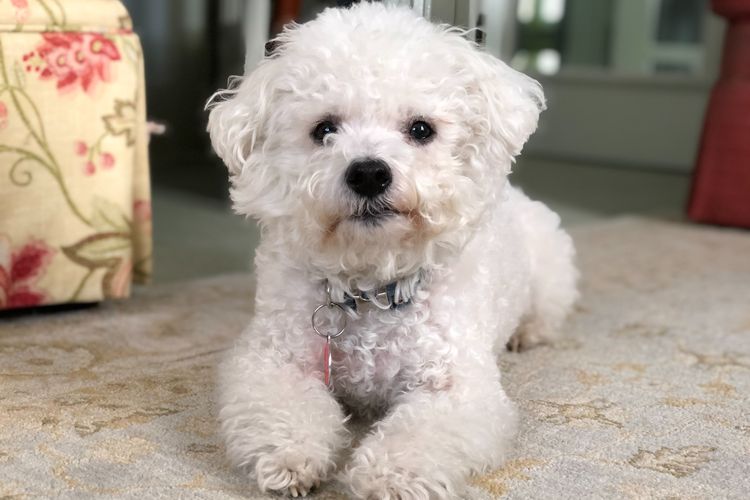 Bichon Frise