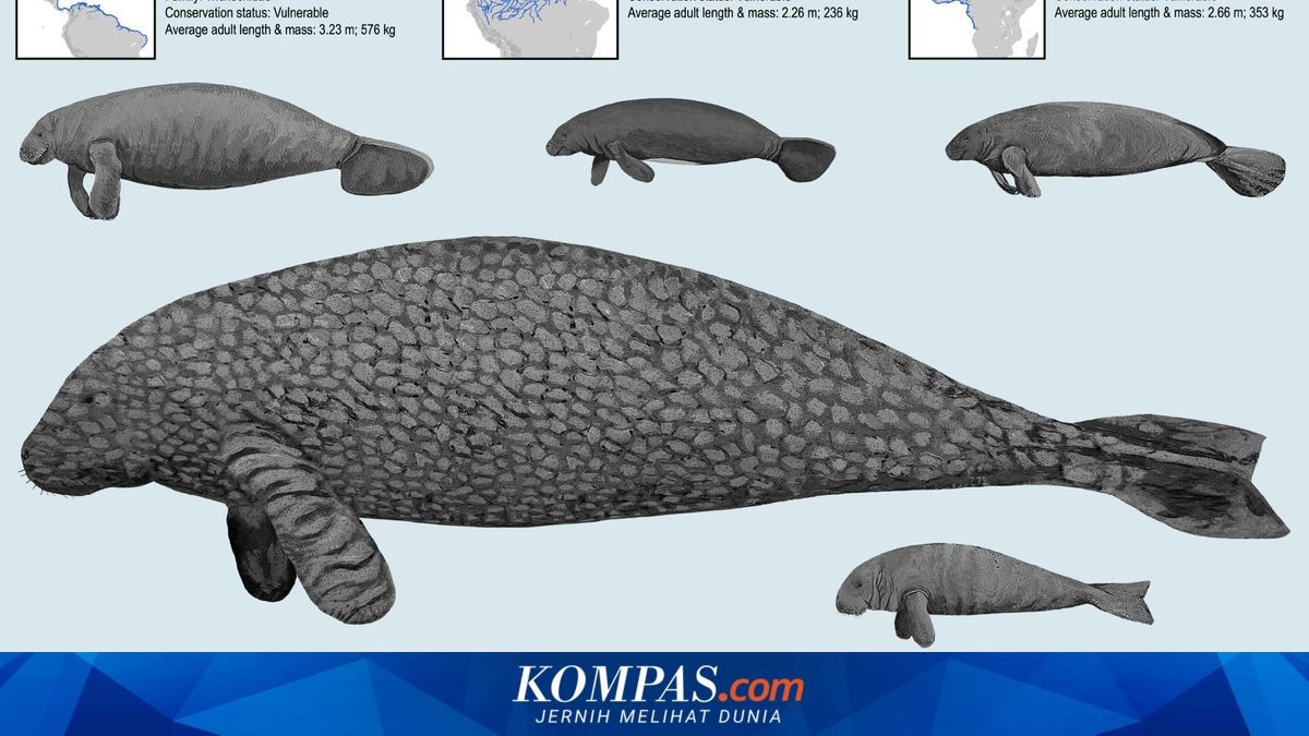 Studi Baru Lacak Evolusi Sapi Laut