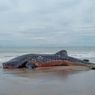 Hiu Tutul Terdampar di Pantai Aceh Barat Daya