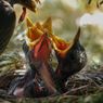 Mengapa Induk Burung Memakan Kotoran Anaknya?