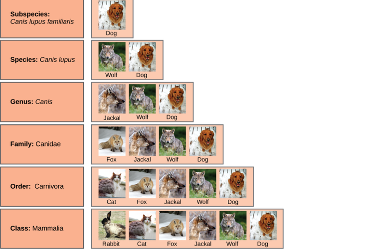 Klasifikasi anjing
