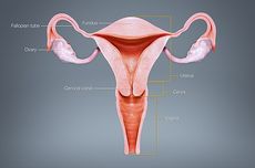 Kenali Apa Itu Infertilitas Faktor Uterus dan Penyebabnya