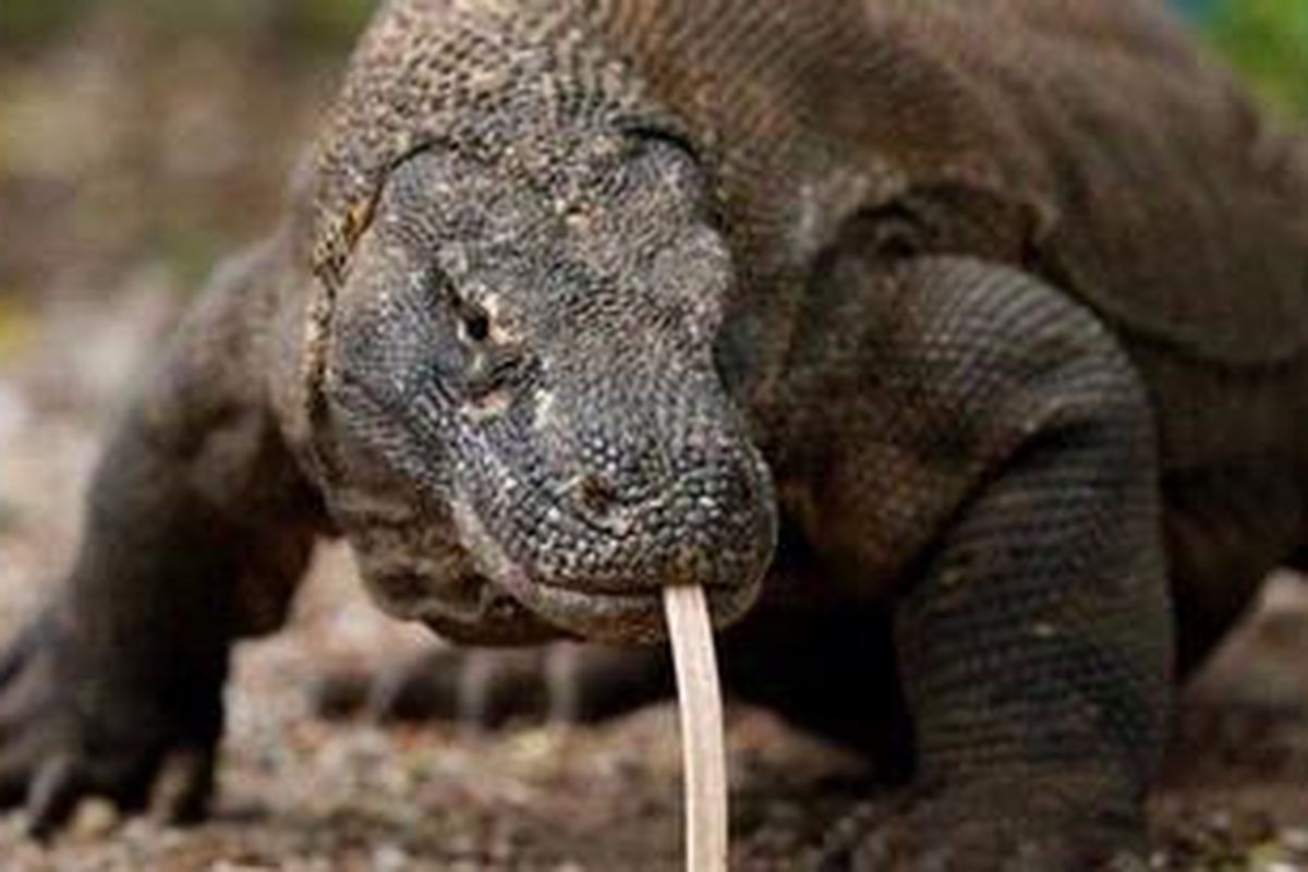Ilustrasi: Komodo jantan di Taman Nasional Komodo, NTT.