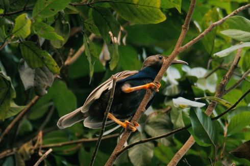 Flora dan Fauna Identitas Maluku Utara