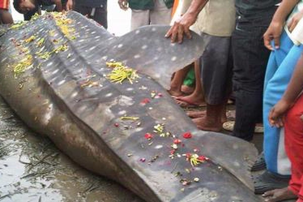 Ikan paus tutul yang tersangkut jaring nelayan, terdampar di Pelabuhan Kluwut, Kabupaten Brebes, Jawa Tengah, Sabtu (25/2/2012). Ikan tersebut akhirnya mati, sehingga kemudian dikubur oleh warga.
