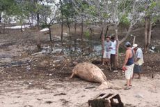 Terempas Gelombang Tinggi, Dugong 3,4 Meter Ditemukan Mati di Pantai Karimun