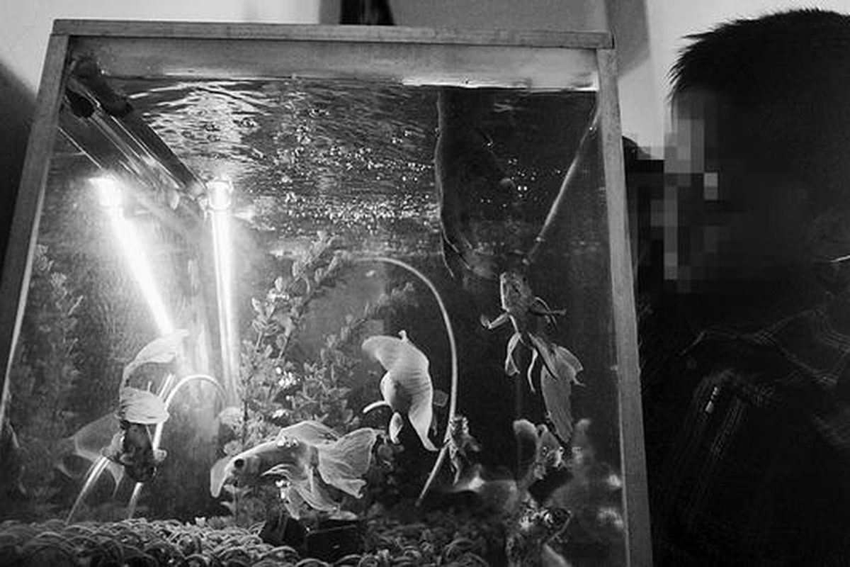 Ilham Hadi (8), bocah asal Sukabumi yang kecanduan merokok, mengamati ikan di akuarium di kantor Komisi Nasional Perlindungan Anak  di Jakarta, Senin (19/3). Ilham akan menjalani rehabilitasi selama sebulan untuk menghilangkan kecanduan rokok yang telah empat tahun dialaminya.