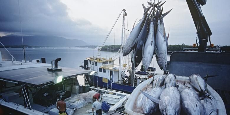 Ilustrasi ekspor ikan